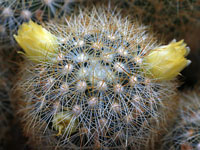 Mammillaria mieheana